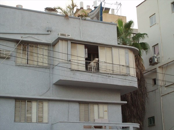 091-Собака на балконе